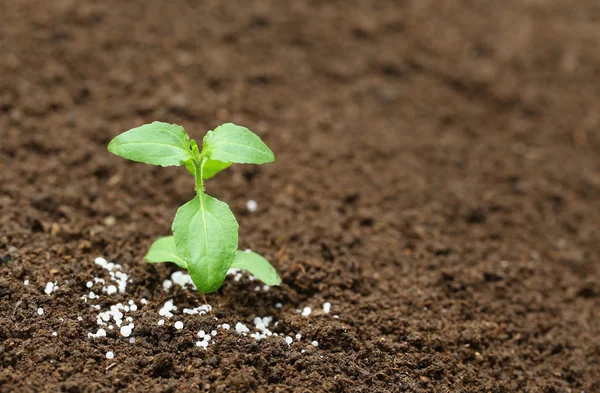 Pianta di basilico santo in terreno fertile con fertilizzante chimico — Foto Stock