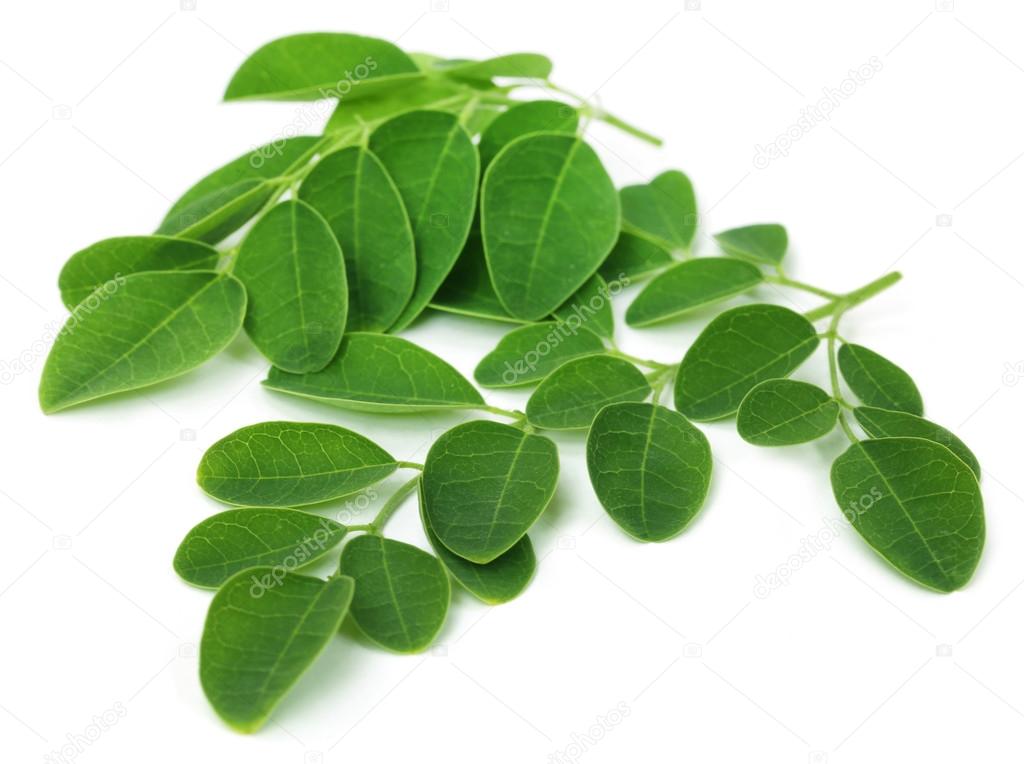 Moringa leaves over white