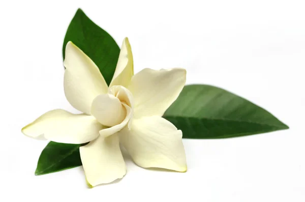 Gardenia oder Gondhoraj Blume aus Südasien — Stockfoto