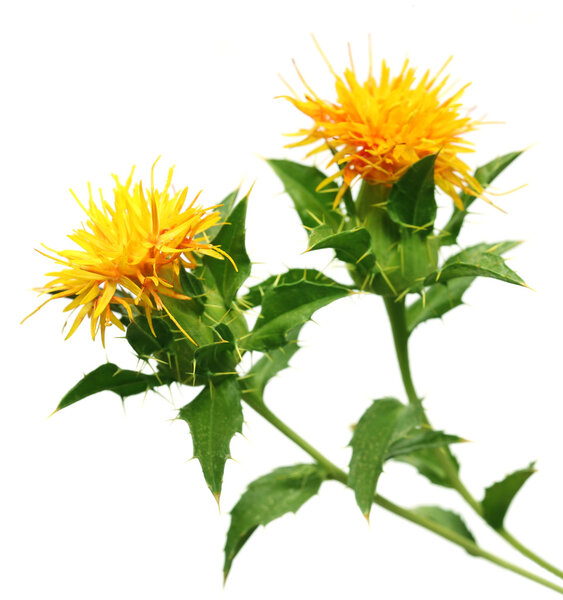 Safflower used as a food additive