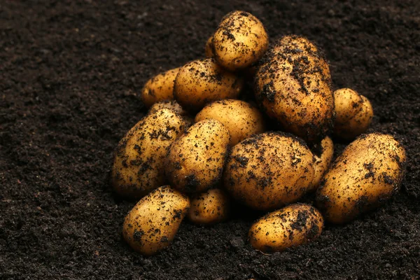 Нещодавно зібраний урожай картоплі — стокове фото