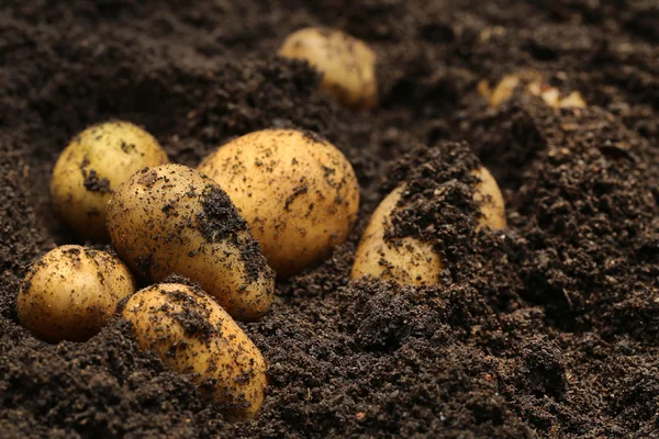Нещодавно зібраний урожай картоплі — стокове фото