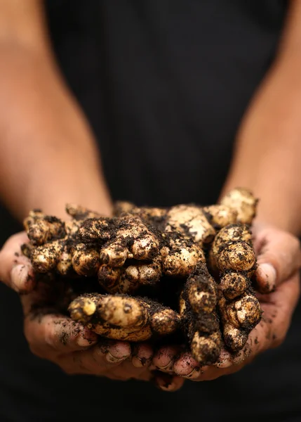 Newly harvested ginger — Stock Photo, Image