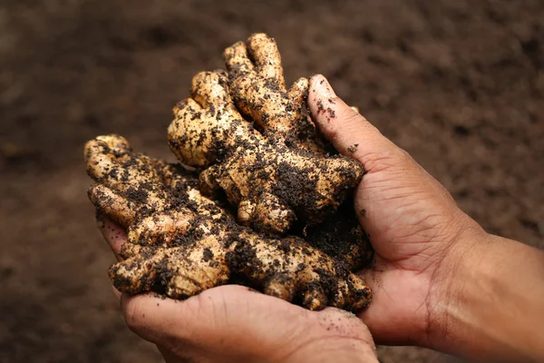 Newly harvested ginger — Stock Photo, Image