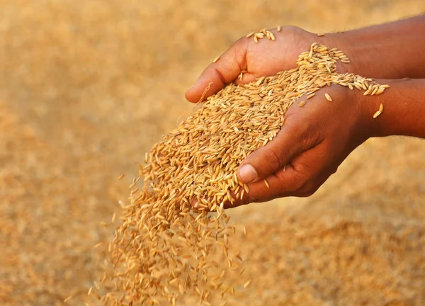 Hands holding golden paddy — Stock Photo, Image