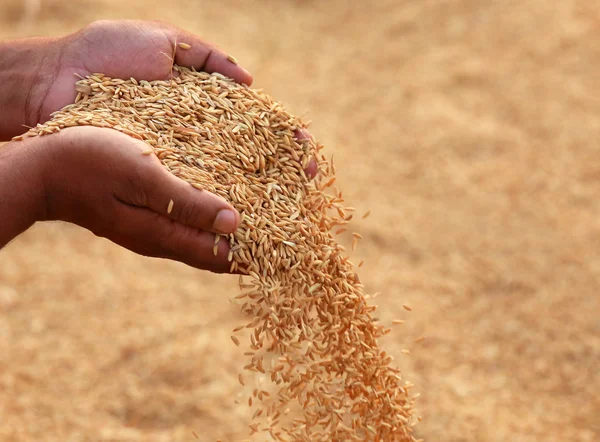 Händer som håller gyllene paddy Stockbild