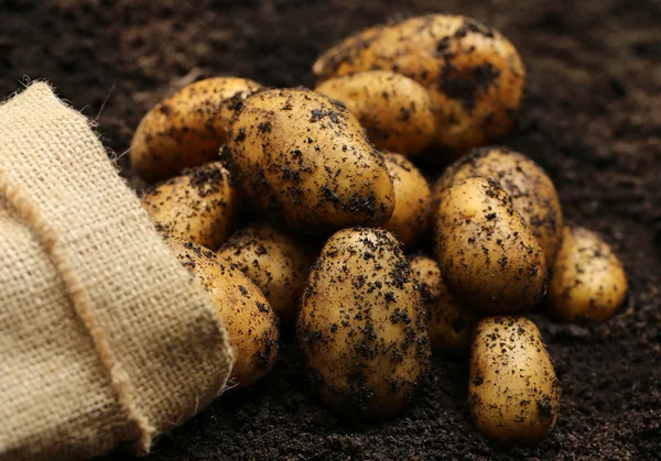 Nyligen skördats potatis — Stockfoto