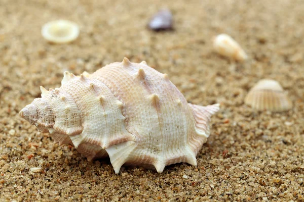 蜗牛的壳在海滩 — 图库照片