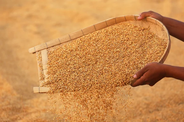 Sementes de arroz dourado — Fotografia de Stock