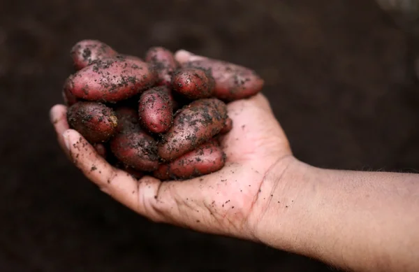 Newly harvested potatoes — Stock Photo, Image