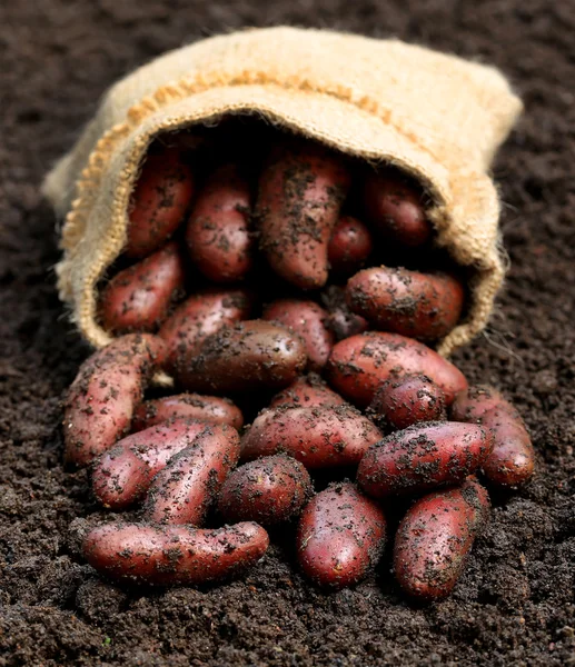 Yeni hasat patates çanta içinde — Stok fotoğraf
