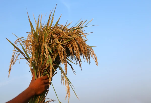 Mano sosteniendo un manojo de arroz — Foto de Stock