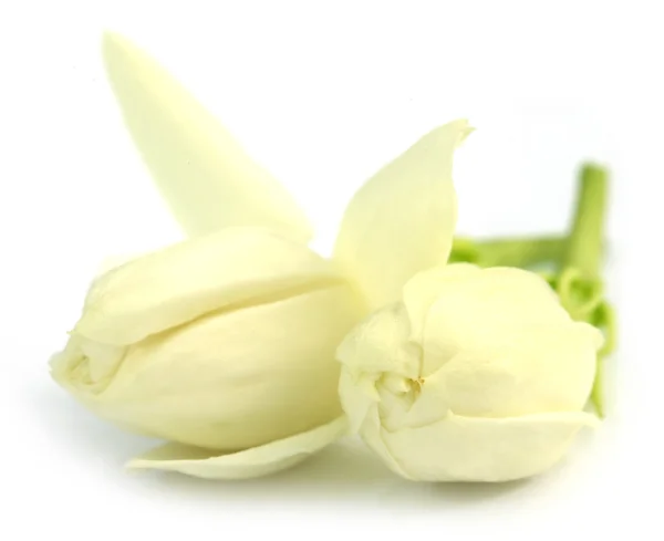 Jasmine flowers on white — Stock Photo, Image