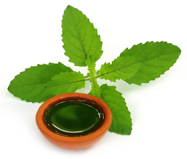 Medicinal holy basil  with extract — Stock Photo, Image