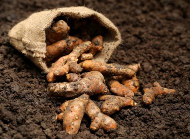 Çuval içinde yeni hasat zerdeçal