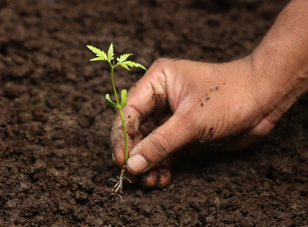 Mãos Plantio neem planta — Fotografia de Stock