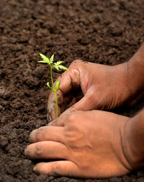 Händerna plantering neem plant — Stockfoto