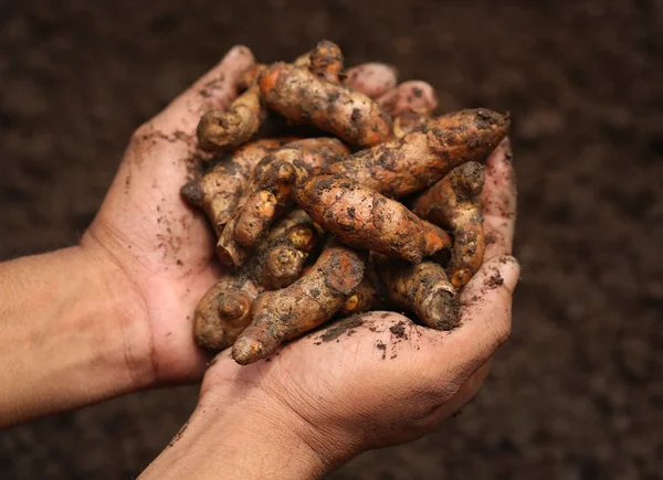 Newly harvested turmeric — Stock Photo, Image