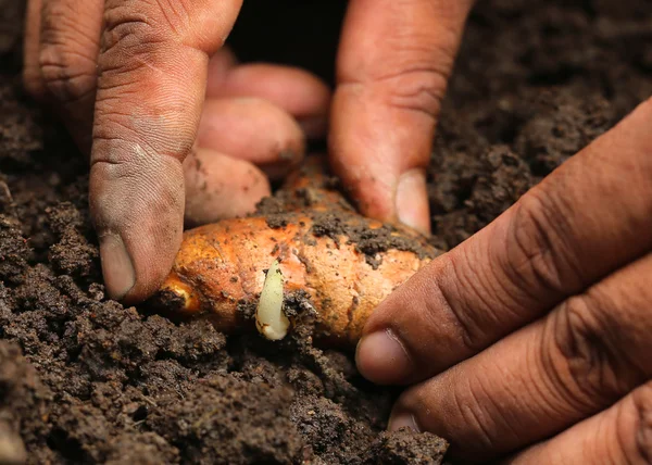 Händerna plantering gurkmeja — Stockfoto