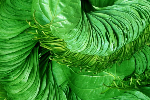 Ätbara betelnötter blad av indiska subkontinenten — Stockfoto