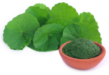 Medicinal thankuni leaves, fresh and crushed clipart