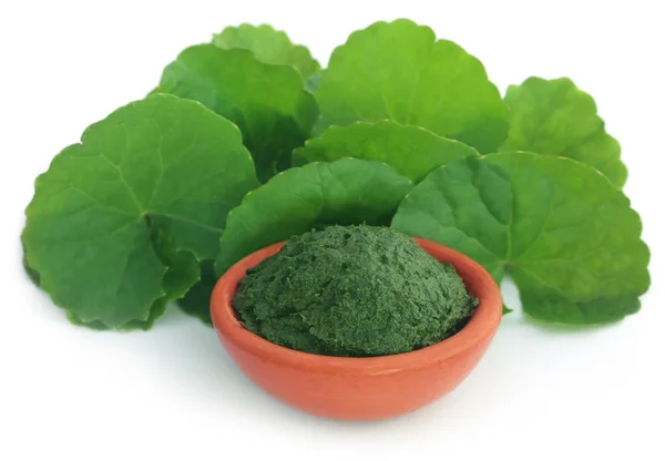 Tıbbi thankuni yaprakları, taze ve ezilmiş