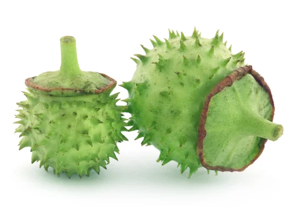 Frutos datura medicinais — Fotografia de Stock