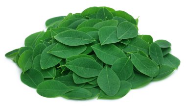 Close up of Moringa leaves clipart