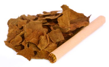 Sigara yapmak için Kuru tütün yaprakları