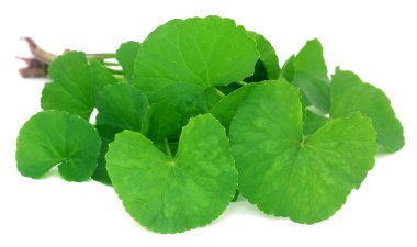 Medicinal thankuni leaves  clipart