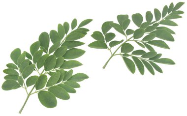 Organik yeşil Moringa yaprakları izole 