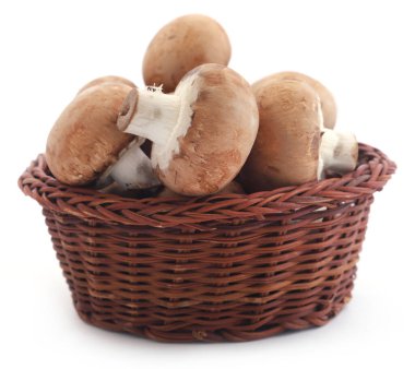 Sepette kahverengi düğmeli mantar