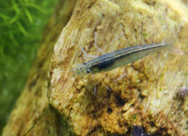 Yamato karides üzerinde java moss yerleştirilmiş bir akvaryum