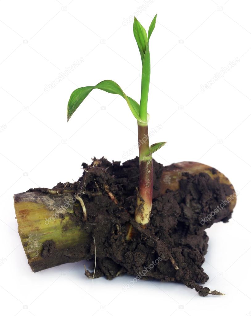 Close up of sugarcane seedling — Stock Photo © bdspn74 86220730