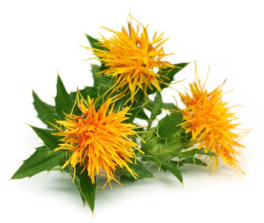 Safflowers yakın çekim