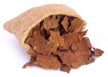 Tütün yaprakları kurutulur