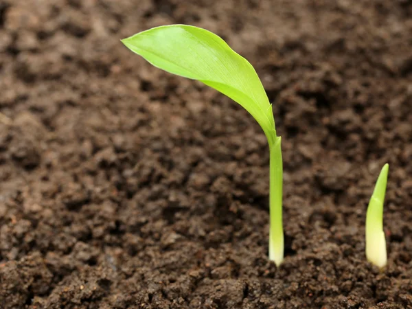 黄姜苗在肥沃的土壤 — 图库照片