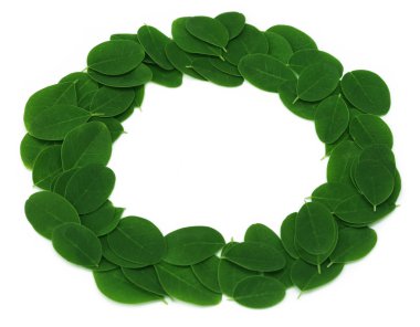 Yenilebilir moringa yaprakları bir çerçeve yapmak