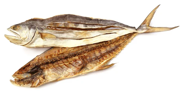 stockfish 886006 Stock Photo at Vecteezy