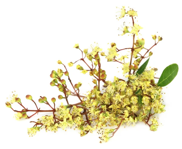 Ayurvedisk henna blomma — Stockfoto