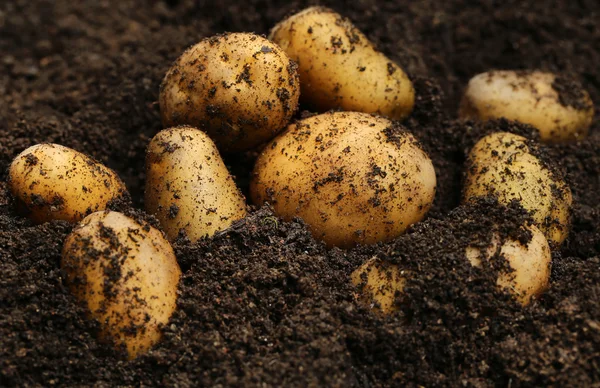 Kartoffeln neu geerntet — Stockfoto