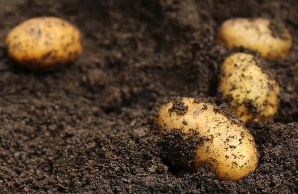 Patate appena raccolte — Foto Stock