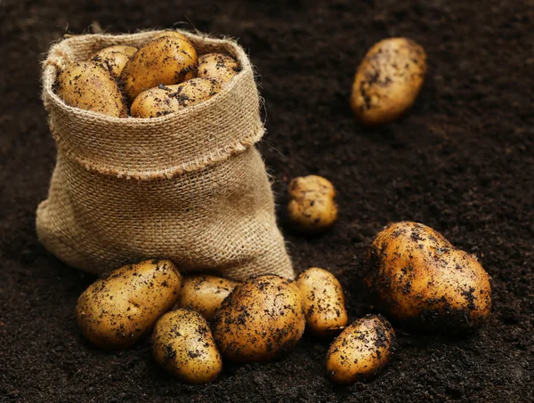 Newly harvested potatoes — Stock Photo, Image