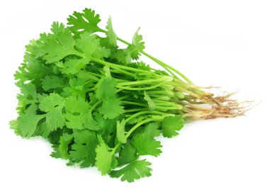 Bunch of fresh coriander leaves clipart