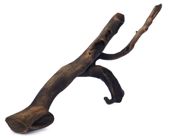 Close up van Bogwood sculpture — Stockfoto