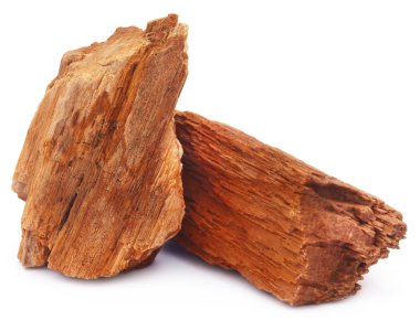 Tortul yakın çekim