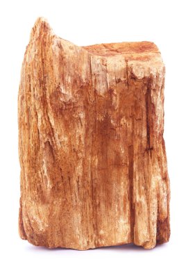 Tortul beyaz arka plan üzerinde