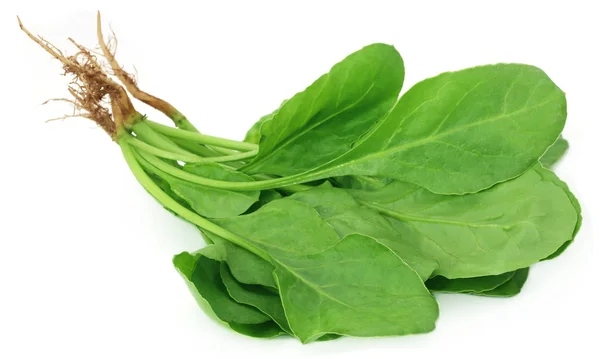 Close up of fresh Spinach — Stock Photo, Image