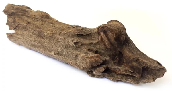 Bogwood sur fond blanc — Photo