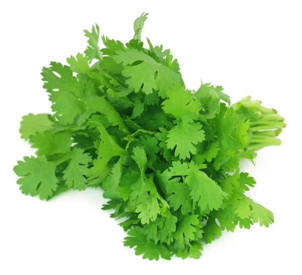 Bunch of fresh coriander leaves — Stock Photo, Image